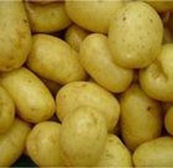 VARIEDAD DE PATATA NUEVA LA GRAN ESPERA