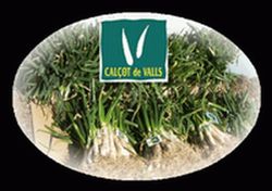 COMIENZA LAS CALçOTADES