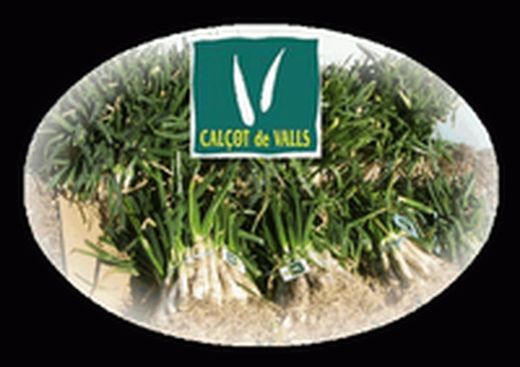 COMIENZA LAS CALçOTADES