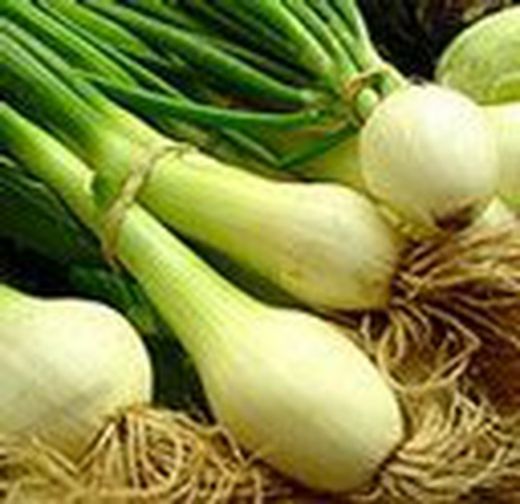 CEBOLLA TIERNA