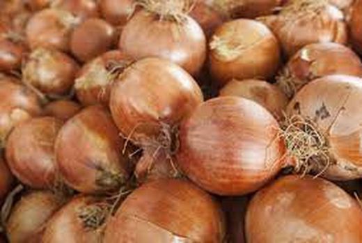 CEBOLLAS RECA
