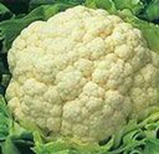 COLIFLOR