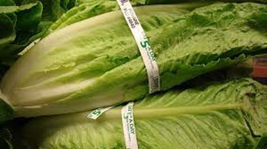 LECHUGA ROMANA