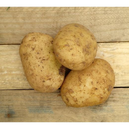 PATATA KENEBEK