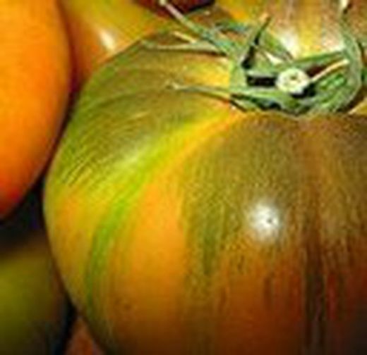 TOMATE VERDE